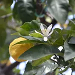 Bed and Breakfast Antica Dimora Όλμπια